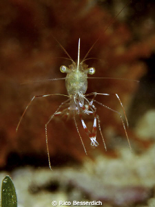 This small cavecleaner shrimp was only 1,5 cm small...so ... by Rico Besserdich 